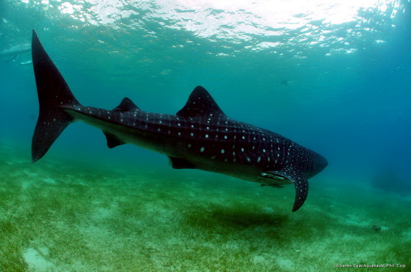 whale shark on dive safari in the philippines