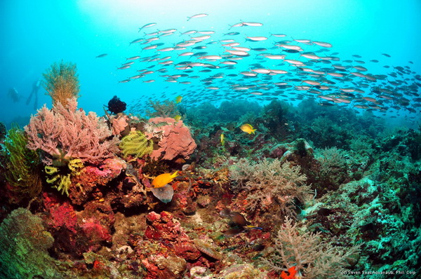 colorfull reefs on a dive safari in the philippines